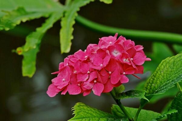 繡球葉子發(fā)黑邊緣干枯，應(yīng)該是根部腐爛導(dǎo)致