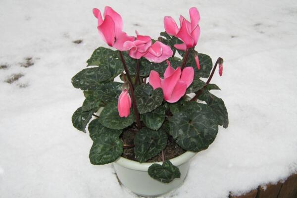 仙客來花期過后怎么辦，花期過后正確的處理方法