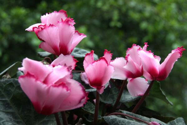 仙客來花期過后怎么辦，花期過后正確的處理方法