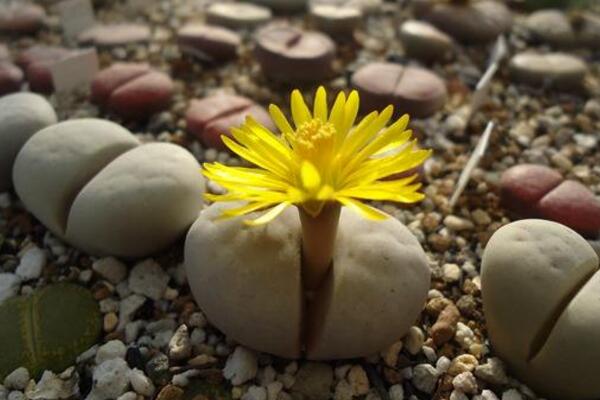 生石花什么時候開花，夏秋兩季開花（花期比較短暫）