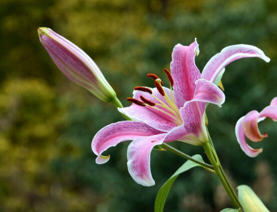 百合花養(yǎng)水里能活多久，做好五個(gè)要點(diǎn)可存活百日以上