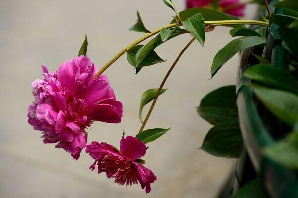 冬天芍藥花養護方法，芍藥花冬季養殖6大要點