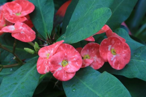 大花虎刺梅的養殖方法，5步教你養好大花虎刺梅