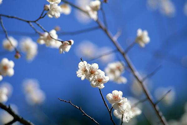 櫻花不開(kāi)花的原因有哪些，4種原因?qū)е聶鸦ú婚_(kāi)