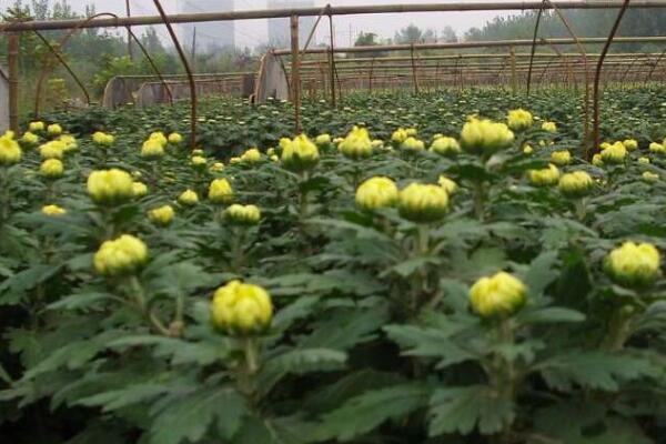 菊花怎樣種植與管理，4步即可完成菊花的種植