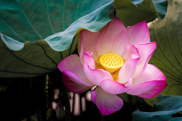 荷花是什么季節開，在每年的夏季綻放