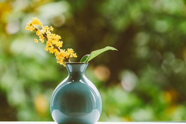 桂花樹什么時候開花，四季桂一年四季都能開花