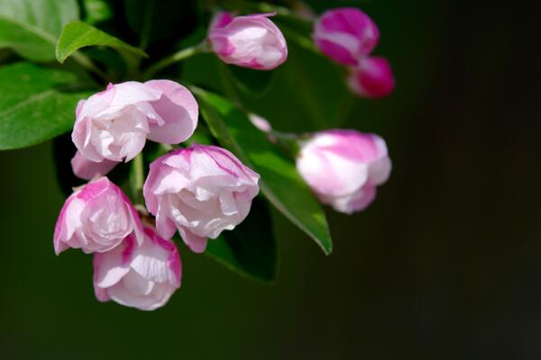 海棠花和櫻花的區(qū)別，觀察枝條、花朵很容易區(qū)分它們