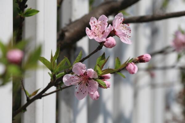 海棠花和櫻花的區(qū)別，觀察枝條、花朵很容易區(qū)分它們