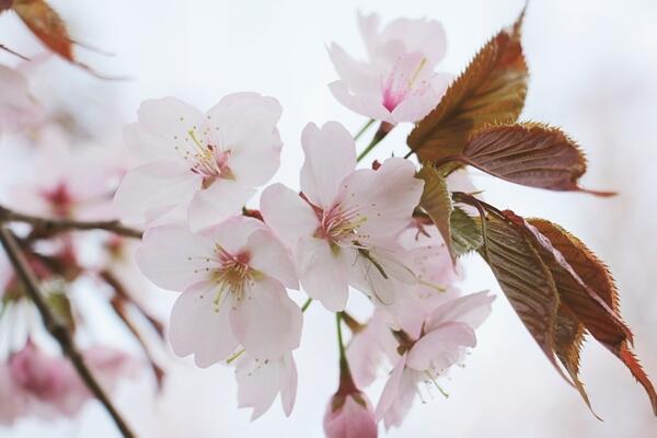 海棠花和櫻花的區(qū)別，觀察枝條、花朵很容易區(qū)分它們