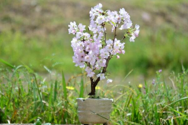 櫻花葉子發(fā)黃怎么辦，分析發(fā)黃原因及時(shí)進(jìn)行補(bǔ)救