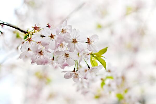 櫻花開花后怎么養護，及時修剪并補充養分