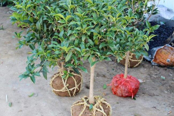 桂花樹種植方法，5步即可完成桂花的種植