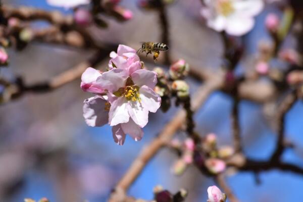 櫻花的繁殖方法，櫻花繁殖以扦插、播種以及嫁接為主