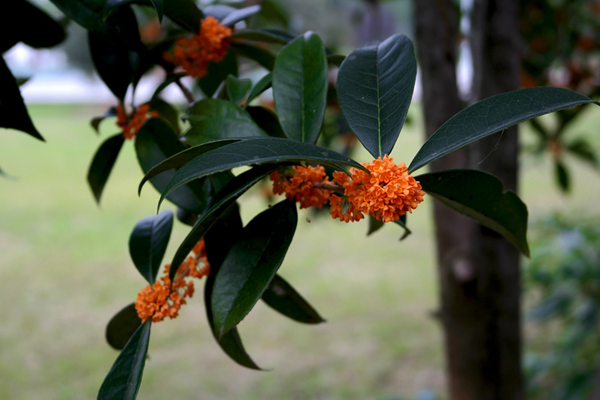 盆栽桂花樹(shù)種植技術(shù)，種植最佳時(shí)期在每年的春季