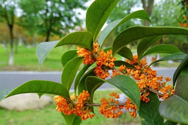 怎樣種桂花樹，4步即可完成桂花樹的種植