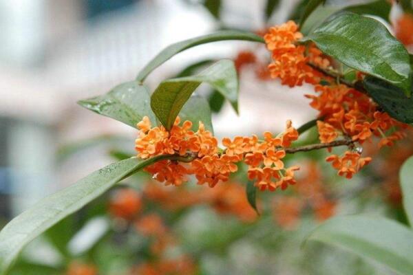 四季桂花的養殖方法，讓植株開花不斷的要點