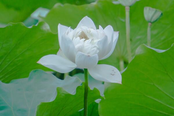 荷花一般什么時候開，最早5月就能綻放