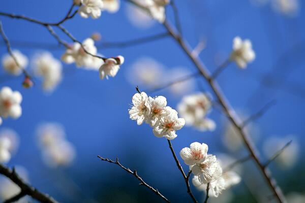 櫻花修剪季節(jié)，櫻花的修剪在夏秋季節(jié)