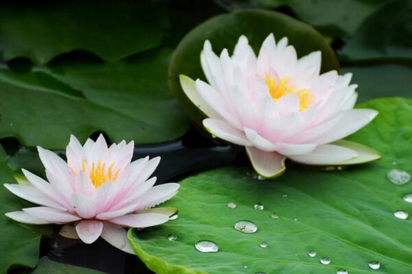 荷花老葉子能摘掉嗎，只有在秋季蓮藕成熟后才能摘去