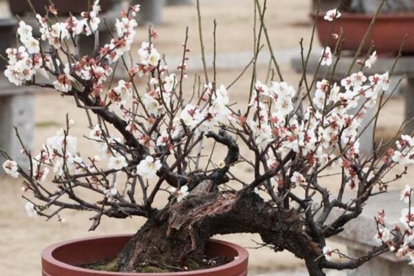 盆栽梅花的水肥管理方法，梅花日常管理要點