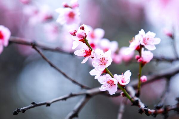 桃花什么時(shí)候開(kāi)，每年的3~4月綻放