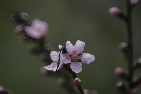 桃花什么時(shí)候開(kāi)，每年的3~4月綻放