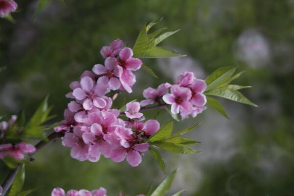 桃花什么時(shí)候開(kāi)，每年的3~4月綻放