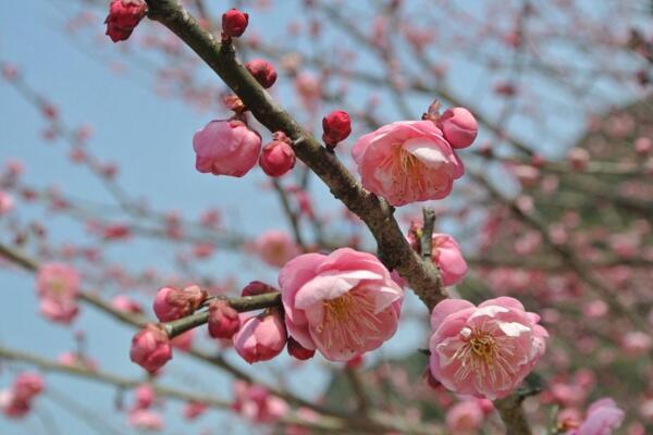 梅花什么時候開花，每年的1~3月