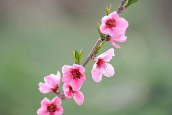 桃花怎么施肥，桃花四季施肥要點(diǎn)