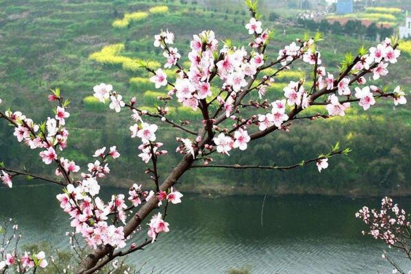 桃花怎么施肥，桃花四季施肥要點(diǎn)