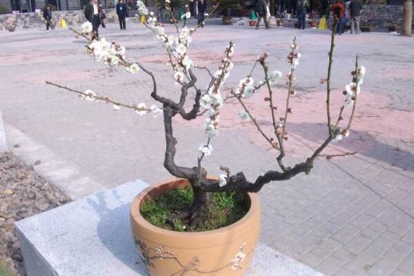 梅花盆景的養(yǎng)殖方法，1~2年就需要更換一次土壤