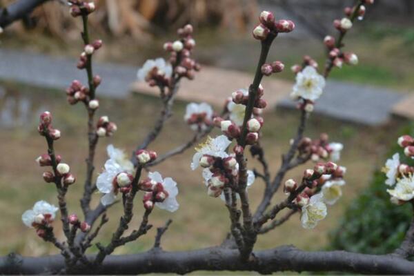 梅花盆景枝干了怎么辦，補(bǔ)充水分并做好遮陰措施