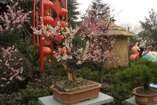 梅花為什么開的花小，可能是因為光照、養分不足導致