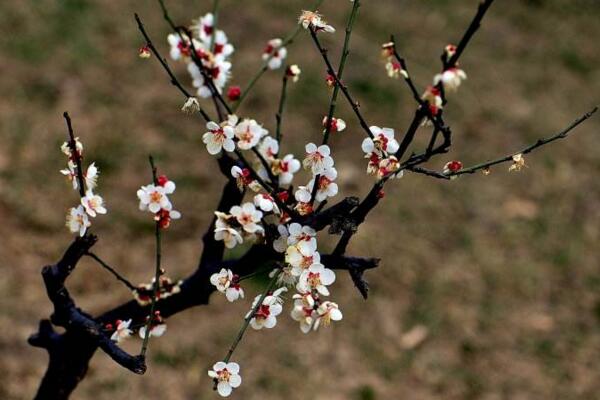 梅花盆景冬天養(yǎng)護(hù)方法，梅花冬季養(yǎng)護(hù)5大要點(diǎn)