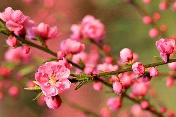 梅花與桃花的區別，通過花期、顏色、高度進行區分