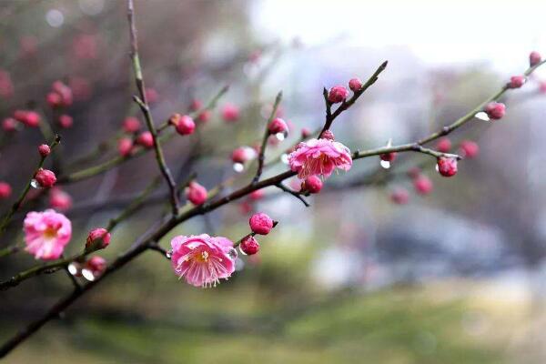 梅花的花期多長(zhǎng)時(shí)間，可以維持一個(gè)月左右