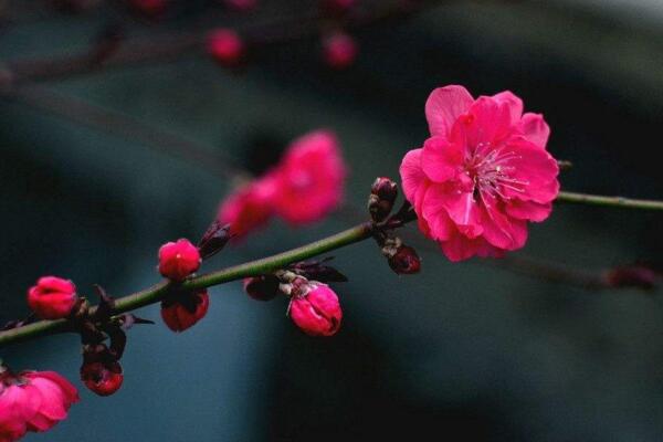 梅花的花期多長(zhǎng)時(shí)間，可以維持一個(gè)月左右