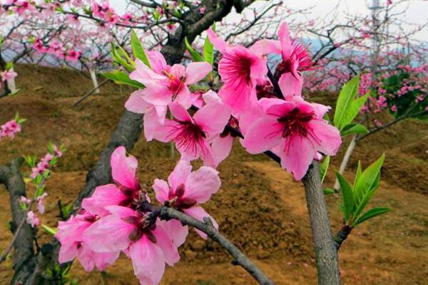 如何養(yǎng)好盆栽桃花，5步即可養(yǎng)好桃花盆栽