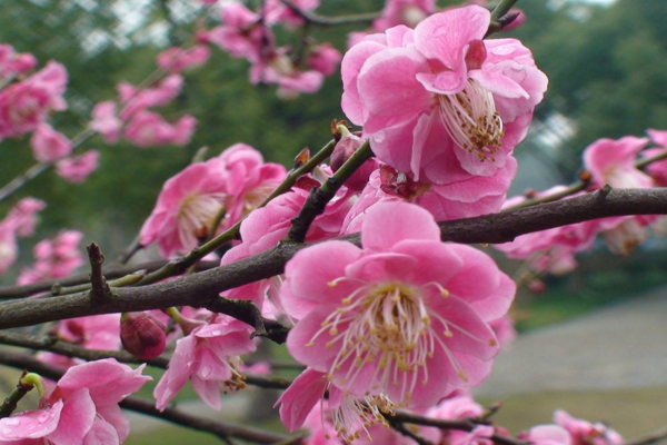 梅花如何過(guò)冬