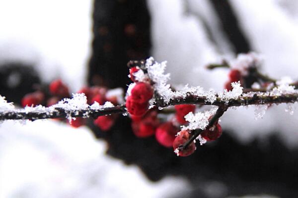 梅花冬天怎么養(yǎng)，做好以下5點(diǎn)可保梅花順利越冬