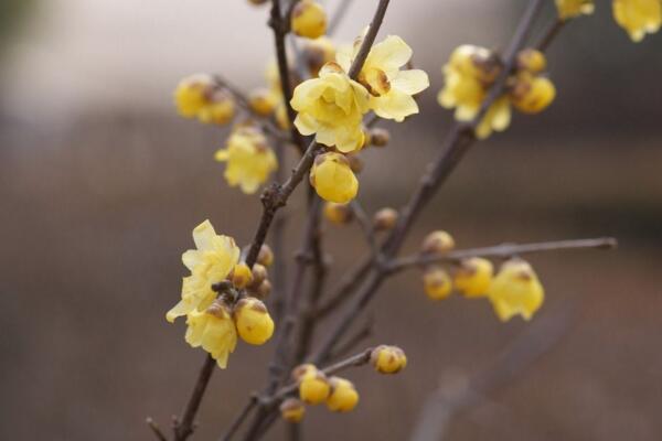 梅花冬天怎么養(yǎng)，做好以下5點(diǎn)可保梅花順利越冬