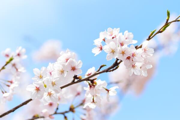 櫻花掉葉子要怎么辦，加強日常養護最為重要