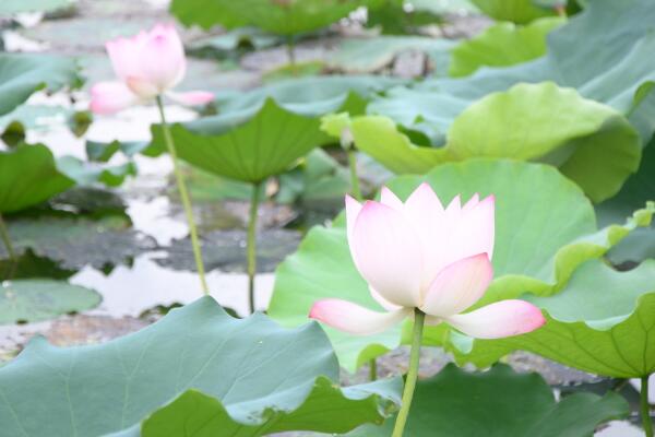 如何養荷花，荷花養殖5大要點