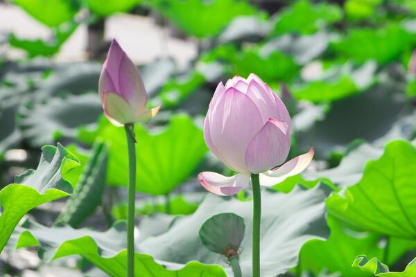 如何養荷花，荷花養殖5大要點