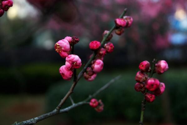 怎么促進梅花開花，可以通過5步進行促花