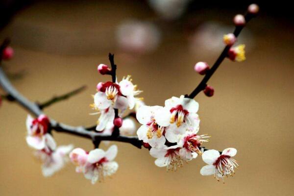 梅花不開花怎么辦，分析原因并及時處理