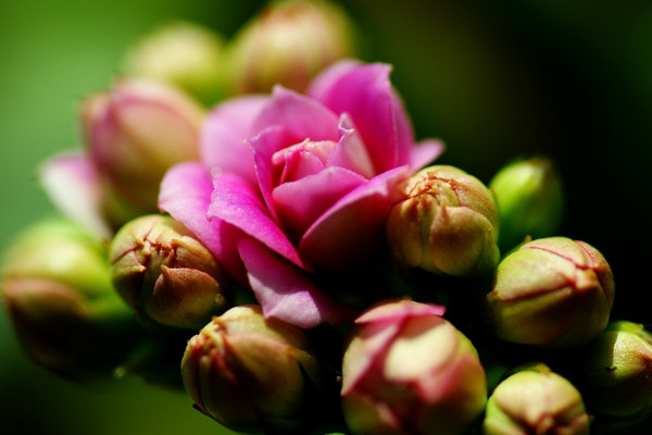 長壽花不開花怎么辦，可補充光照每年打頂兩次