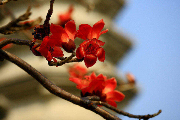 木棉花花語是什么，珍惜身邊的快樂和幸福