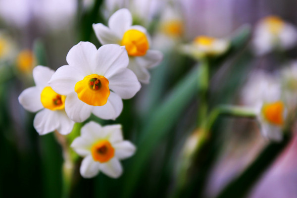 冬天水仙花的養(yǎng)殖方法，控制溫度人工增光